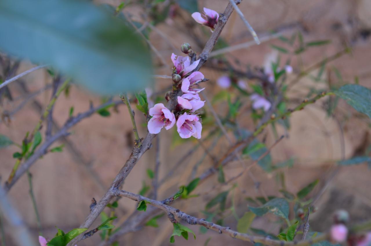הוסטל טיליקארה La Rosa מראה חיצוני תמונה